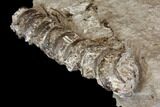String Of Cretaceous Fossil Fish Vertebrae - Kansas #115078-3